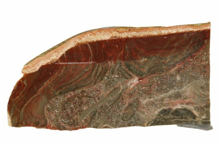 Polished Stromatolite (Gongylina) Slab - Billion Years #180018